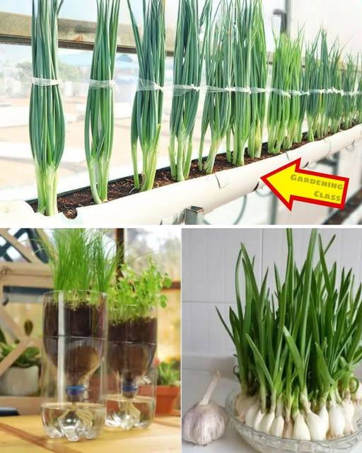 DIY PVC Pipe Garden: A Smart Way to Grow Onions and Garlic at Home