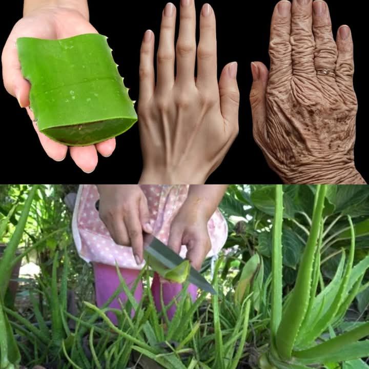 New Japanese Trick! Apply to the Skin Even at 70 with Aloe Vera