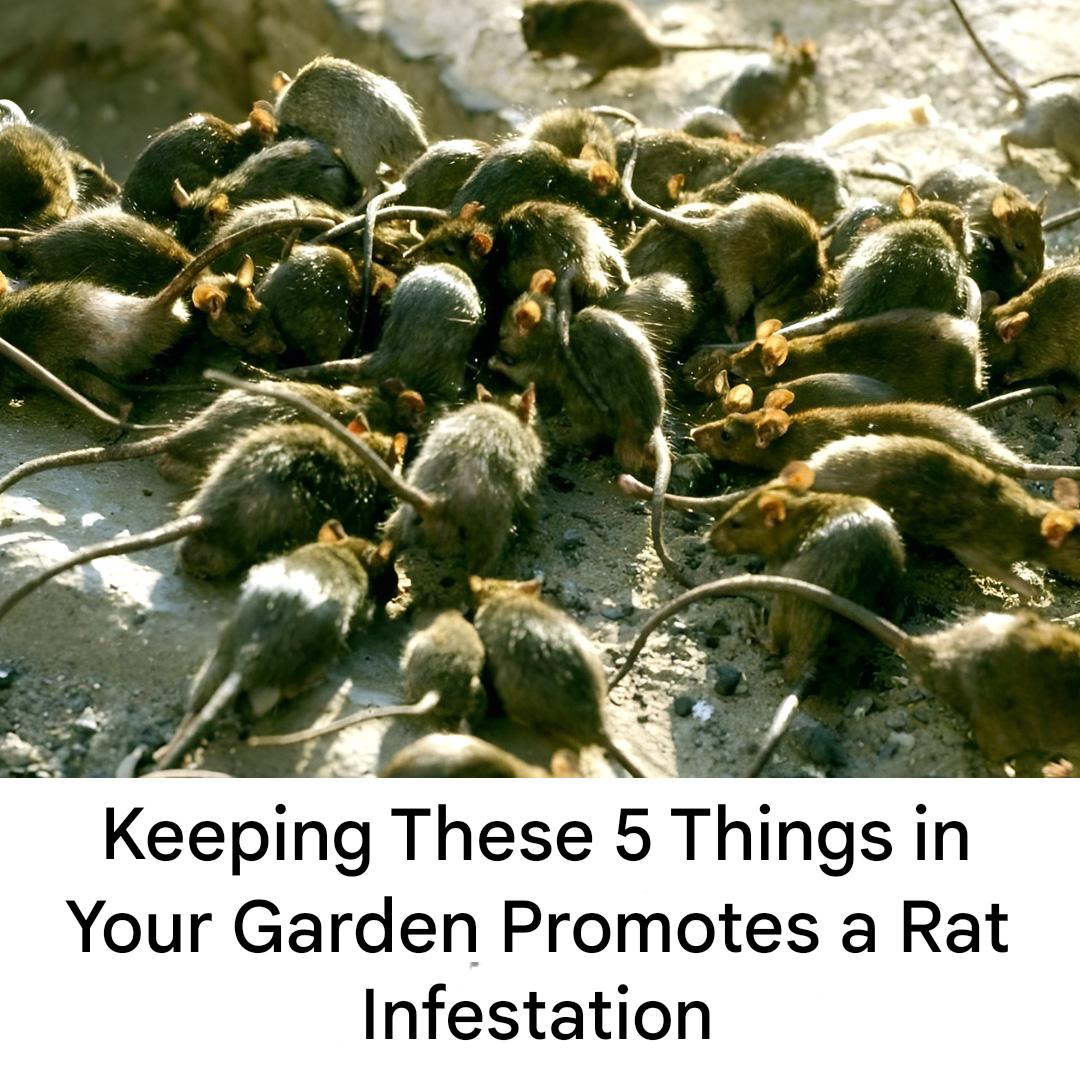 Leaving these five things in your garden could ‘encourage a rat infestation’.