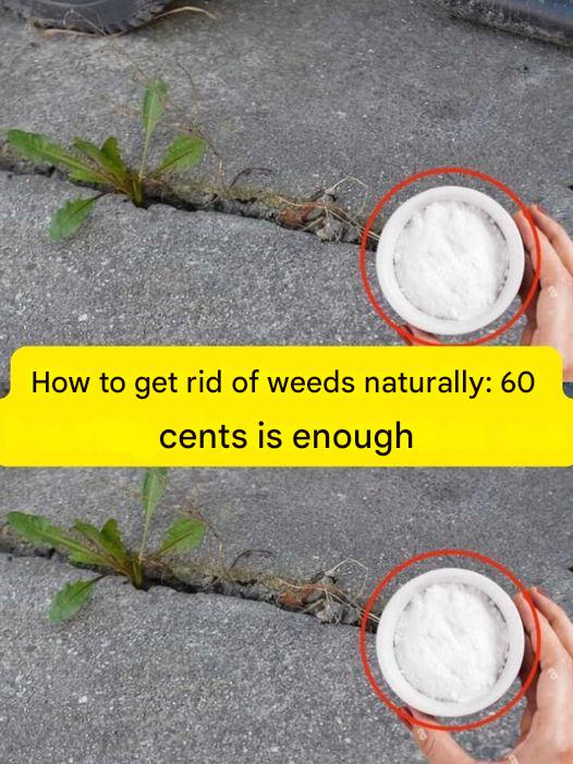 How to eliminate weeds naturally: 60 cents are sufficient