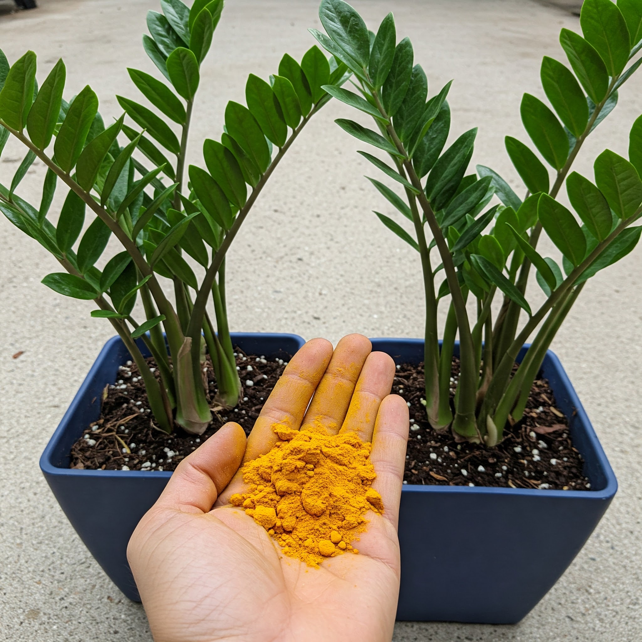 A single spoon makes your plants grow faster (all year round)