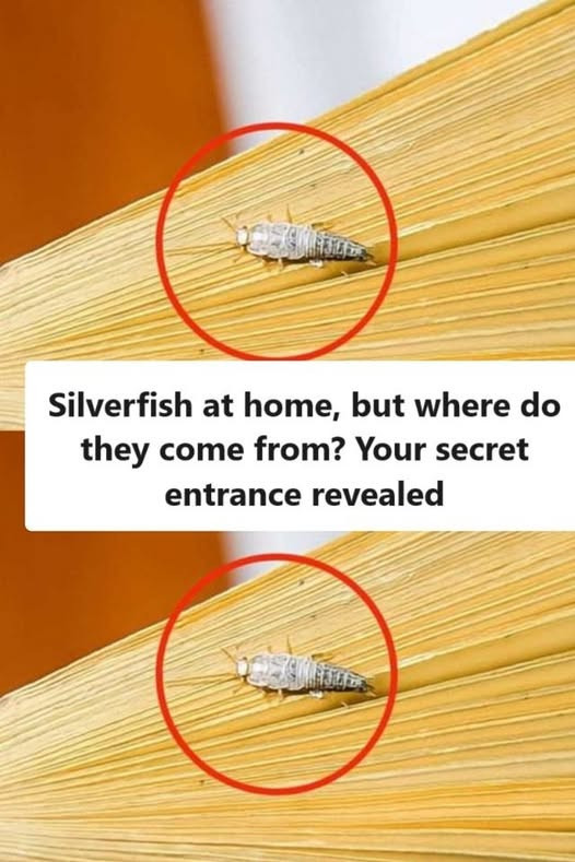 Silverfish at home, but where do they come from? Your secret entrance revealed