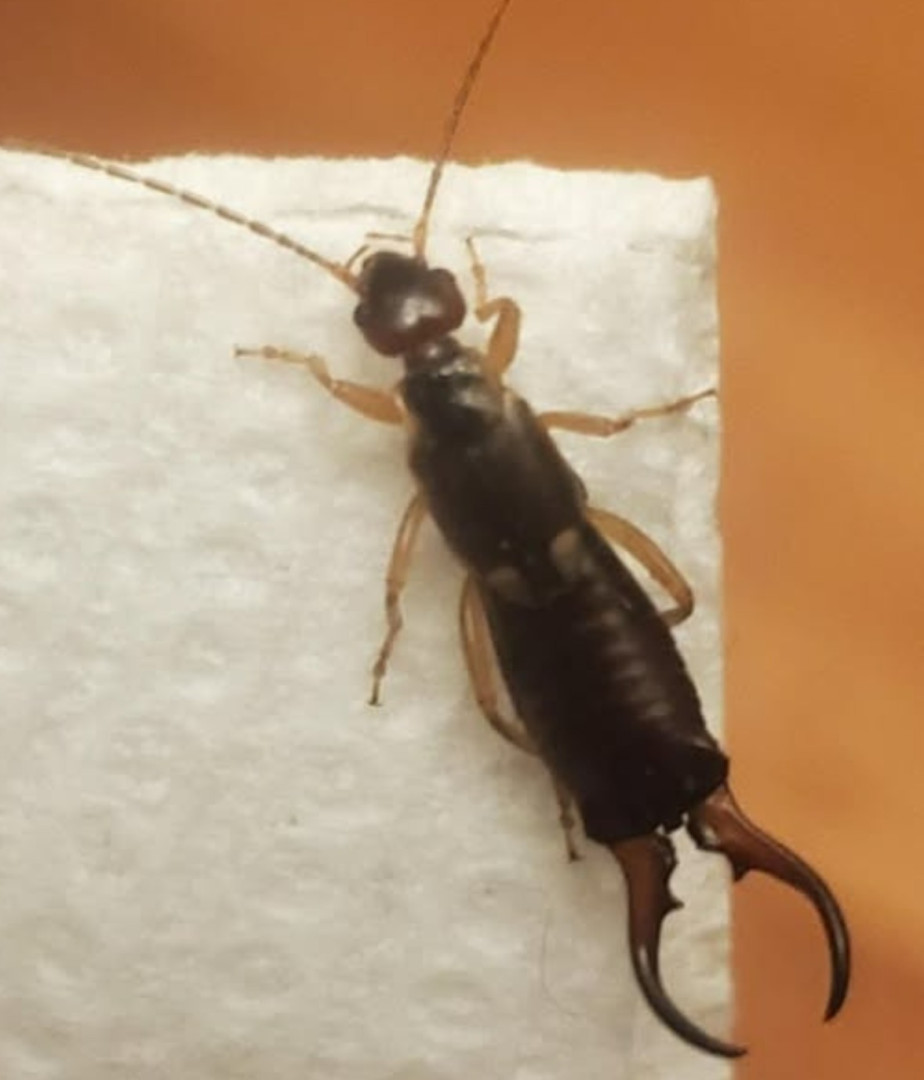 How to Get Rid of Earwigs With One Simple Ingredient (It’s Probably in Your Kitchen!)