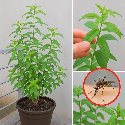 Keep Mosquitoes Away Naturally: Just Grow This Fragrant Plant on Your Balcony