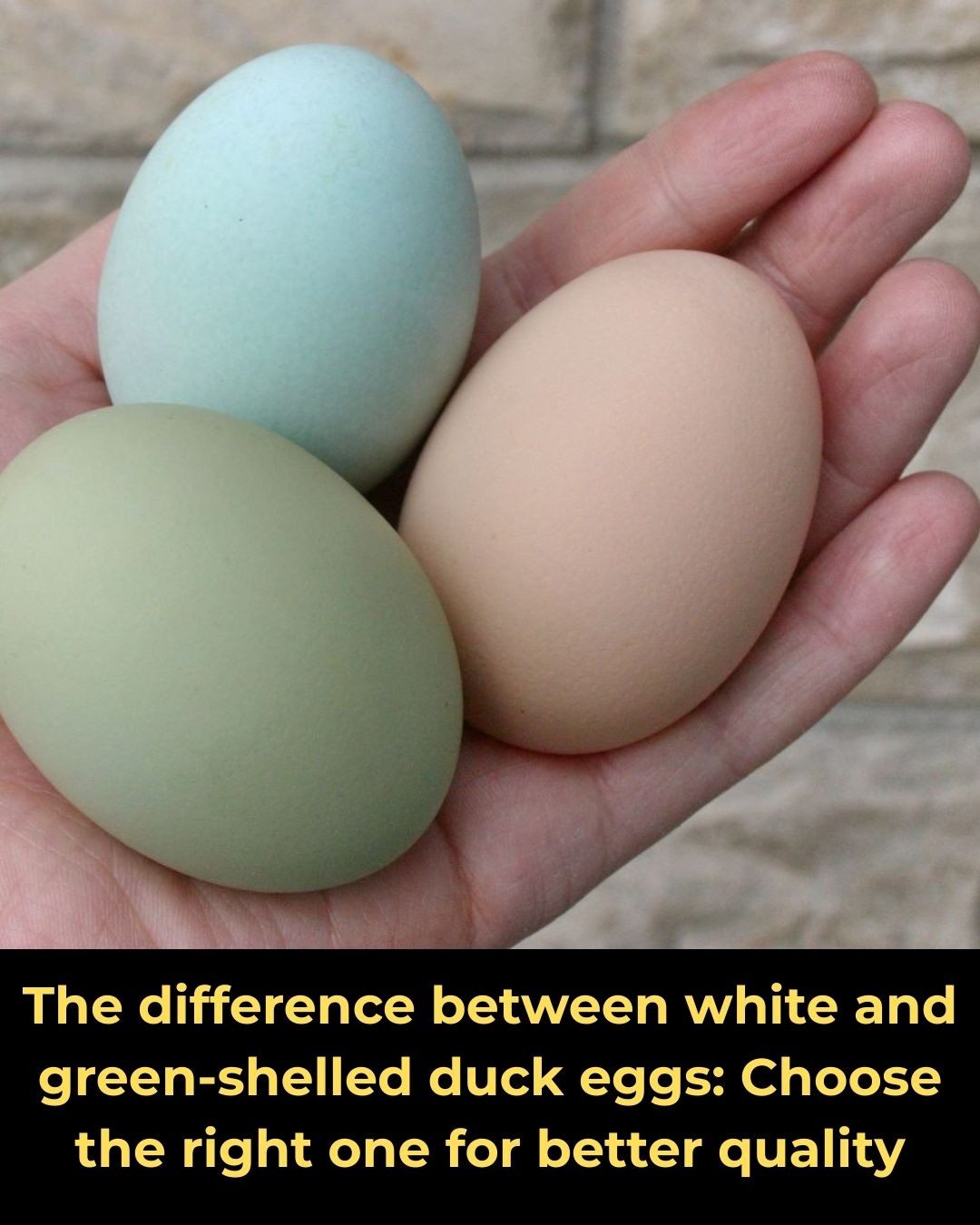 The difference between white and green-shelled duck eggs: Choose the right one for better quality