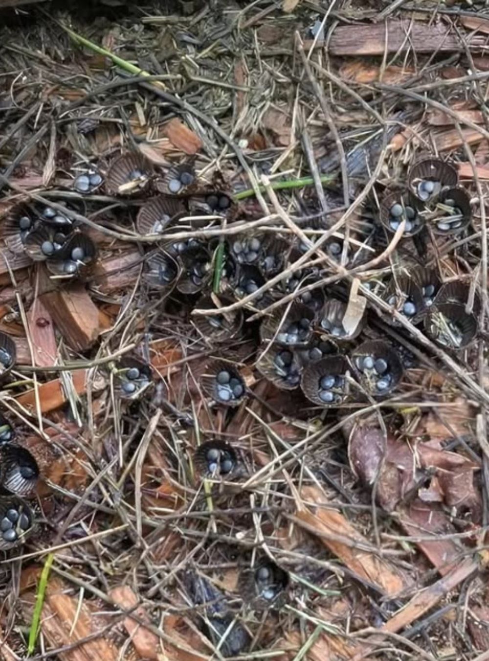 What We Found in a Friend’s Garden Turned Out to Be Unexpected