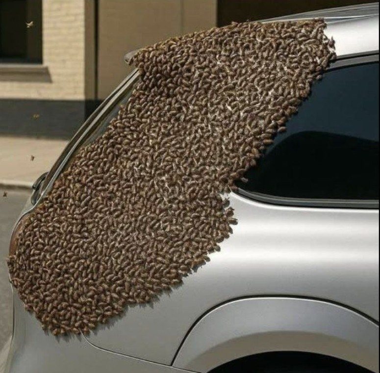 When you see bees like this, don’t be afraid. Don’t call firefighters or civil protection, don’t move them, don’t poison, don’t kill!