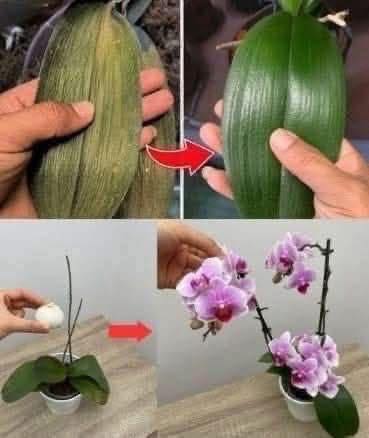 1 teaspoon directly into the pot and the ORCHID blooms almost NON-STOP: No mold, no disease and I get 5 times more flowers!